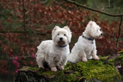 Terrier - West Highland White