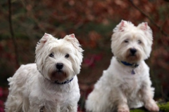 Terrier - West Highland White