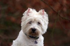 Terrier - West Highland White