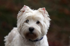 Terrier - West Highland White