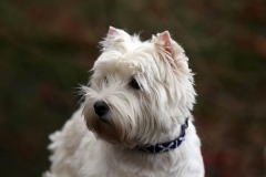 Terrier - West Highland White