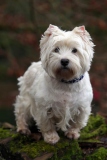 Terrier - West Highland White