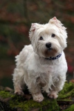 Terrier - West Highland White