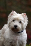 Terrier - West Highland White
