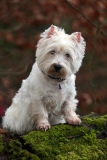 Terrier - West Highland White