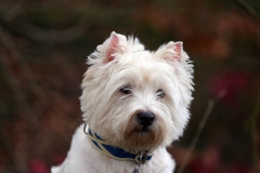 Terrier - West Highland White