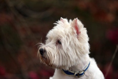 Terrier - West Highland White