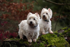 Terrier - West Highland White