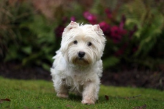 Terrier - West Highland White