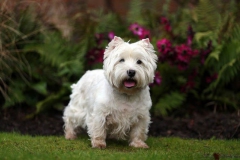 Terrier - West Highland White