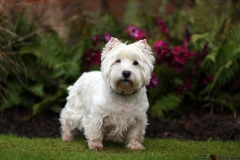 Terrier - West Highland White