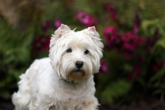 Terrier - West Highland White