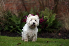 Terrier - West Highland White