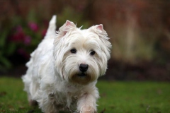 Terrier - West Highland White