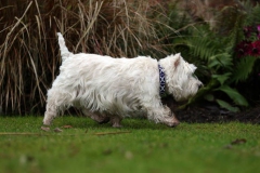 Terrier - West Highland White