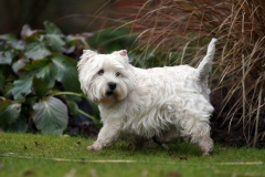 Terrier - West Highland White