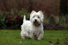 Terrier - West Highland White