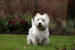 Terrier - West Highland White