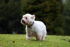 Terrier - West Highland White