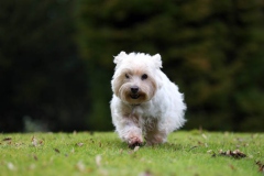 Terrier - West Highland White