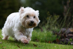 Terrier - West Highland White