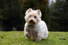 Terrier - West Highland White