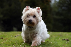 Terrier - West Highland White