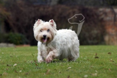 Terrier - West Highland White