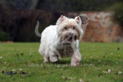Terrier - West Highland White