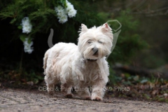 Terrier - West Highland White