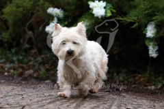 Terrier - West Highland White
