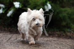 Terrier - West Highland White
