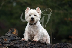 Terrier - West Highland White