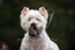 Terrier - West Highland White