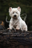 Terrier - West Highland White