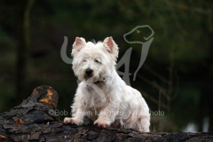 Terrier - West Highland White