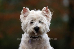 Terrier - West Highland White