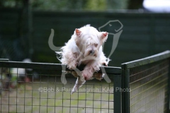 Terrier - West Highland White
