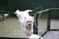 Terrier - West Highland White