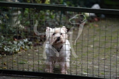 Terrier - West Highland White