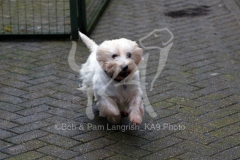 Terrier - West Highland White