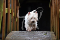 Terrier - West Highland White