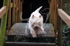Terrier - West Highland White
