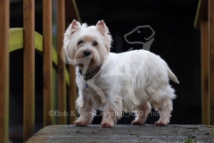 Terrier - West Highland White