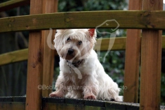 Terrier - West Highland White