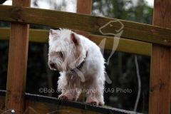 Terrier - West Highland White