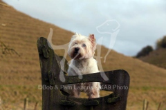 Terrier - West Highland White