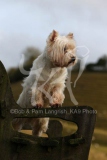 Terrier - West Highland White