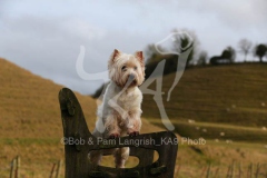 Terrier - West Highland White