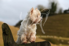 Terrier - West Highland White